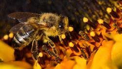 چرا ۵۰۰ میلیون زنبور در برزیل مردند؟