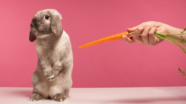 ۶ نکته که در مورد خرگوش&zwnj;ها نمی&zwnj;دانید