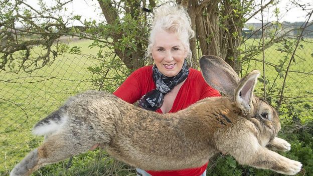 ۶ نکته که در مورد خرگوش&zwnj;ها نمی&zwnj;دانید