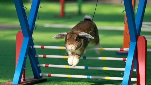 ۶ نکته که در مورد خرگوش&zwnj;ها نمی&zwnj;دانید