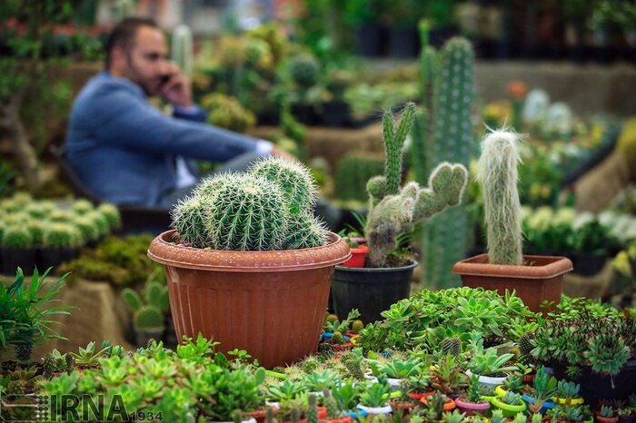 کلکسیون کاکتوسهای کمیاب خاورمیانه را در آستارا ببینید کلکسیون کاکتوسهای کمیاب خاورمیانه را در آستارا ببینید