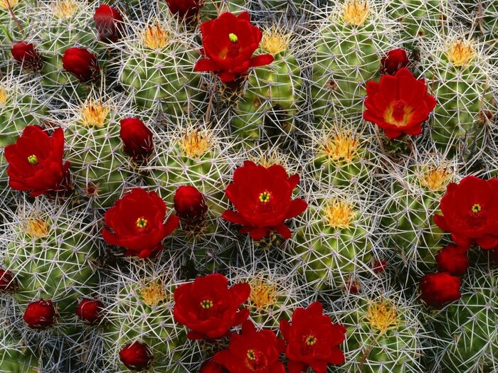 کلکسیون کاکتوسهای کمیاب خاورمیانه را در آستارا ببینید کلکسیون کاکتوسهای کمیاب خاورمیانه را در آستارا ببینید