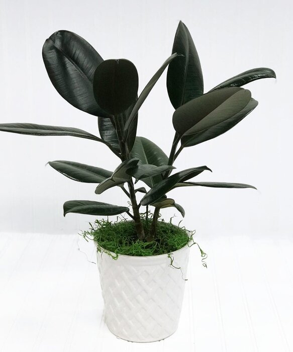 چند گیاه آپارتمانی که در خانه شما خوب رشد میکند+عکس چند گیاه آپارتمانی که در خانه شما خوب رشد میکند+عکس