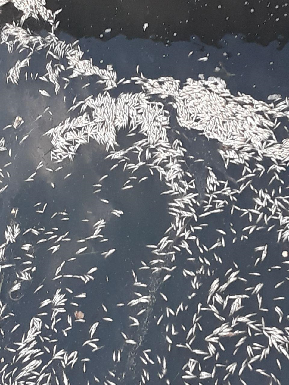 مرگ ناگهانی ماهیان در سد «برفآباد»/ مسمومیت احشام به علت مصرف آب+عکس مرگ ناگهانی ماهیان در سد «برفآباد»/ مسمومیت احشام به علت مصرف آب+عکس