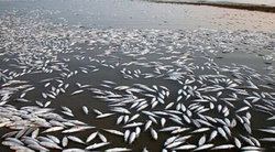 هشدار به ساکنان اطراف رودخانه قره سو؛ فعلا ماهی نخرید!