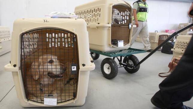 آیا می‌توانیم حیوانات را با خودمان به هواپیما ببریم؟