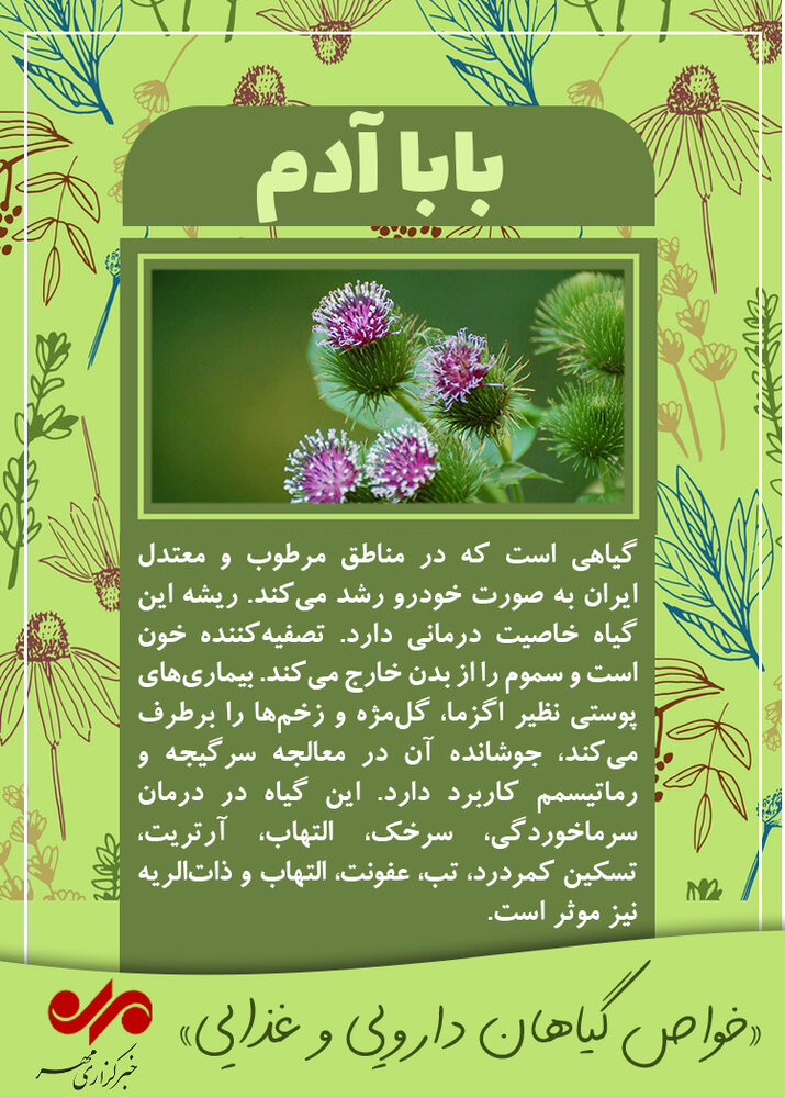 با برخی خواص «بابا آدم» آشنا شوید با برخی خواص «بابا آدم» آشنا شوید