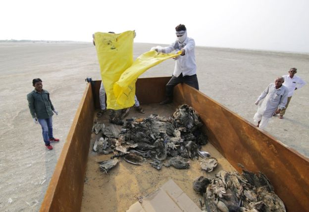 مرگ اسرار آمیز هزاران پرنده در راجستان هند+عکس مرگ اسرار آمیز هزاران پرنده در راجستان هند+عکس