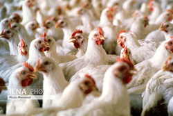 انجمن صنفی مرغداران: زیان 700 تومانی مرغداران در هر کیلوگرم مرغ