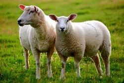 پرورش گوسفند در چین با نرم افزار تلفن همراه