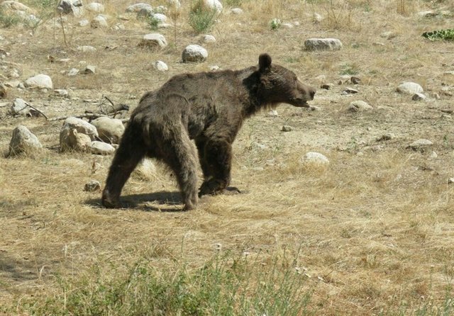 ماجرای کشتن توله خرس در سوادکوه