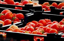 رکوردشکنی قیمت گوجه فرنگی: کیلویی ۲۰ هزار تومان!