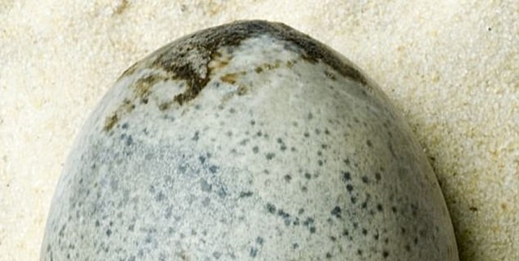 قدیمی‌ترین تخم مرغ جهان کشف شد+عکس