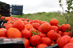 رئیس اتحادیه میوه و تره‌بار: گوجه‌فرنگی تا ۱۰ روز دیگر ارزان می‌شود