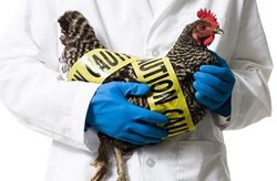تنها راه کنترل بیماری آنفلوانزای پرندگان چیست؟