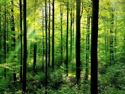 درختان تا چه زمانی قابلیت پاکسازی هوای آلوده را دارند؟