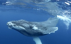 تصاویر زیبا از نهنگ ها‎