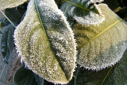 چه روش‌هایی برای پیشگیری از سرمازدگی بهاره وجود دارد؟
