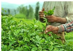 تفاله چایتان را دور نریزید/ 7 اثری که چای بر کود گیاهان دارد