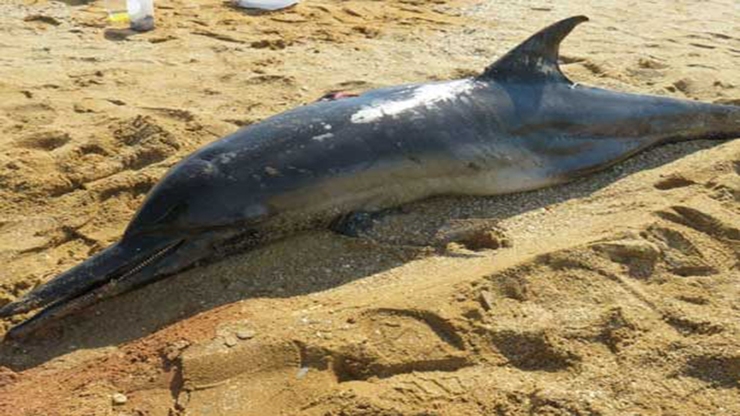 لاشه یک دلفین در ساحل بندرخمیر مشاهده شد