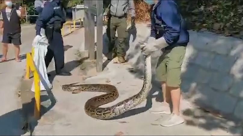 عکس| مارگیر جوان که پیتون ۳ متری شکار میکند عکس| مارگیر جوان که پیتون ۳ متری شکار میکند