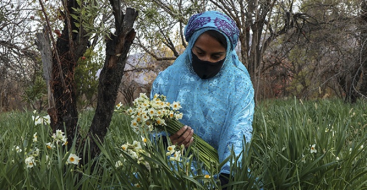 تصاویر| گل نرگس شیراز در فصل زمستان