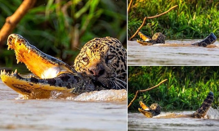 تصاویر| درگیری مرگبار پلنگ آمریکایی با تمساح کایمن در برزیل