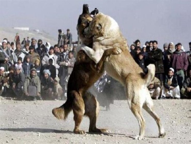 بازداشت ۱۷ نفر به اتهام حیوان‌آزاری و برگزاری مسابقه جنگ سگ‌ها