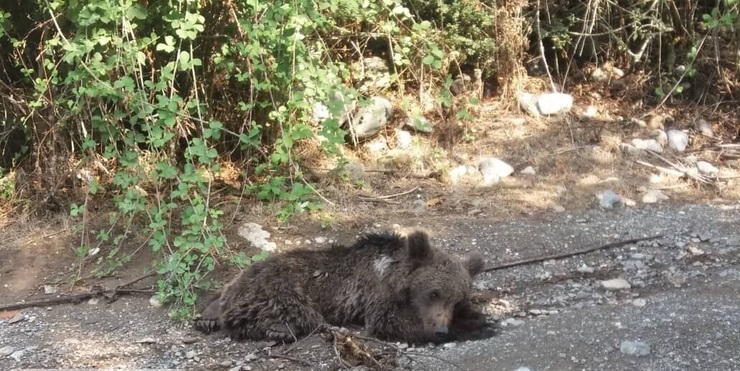 مرگ یک قلاده خرس در ارتفاعات توسکستان