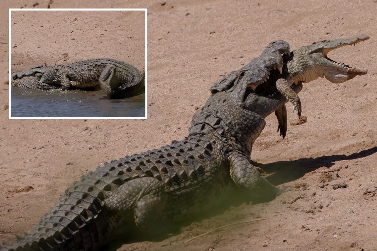 تصاویر| لحظه خورده‌شدن تمساح جوان توسط تمساح بزرگتر
