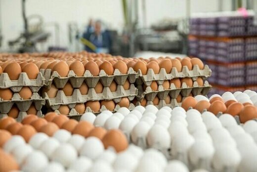 دبیر کانون پرورش‌دهندگان مرغ تخمگذار: تخم‌مرغ ارزان شد!