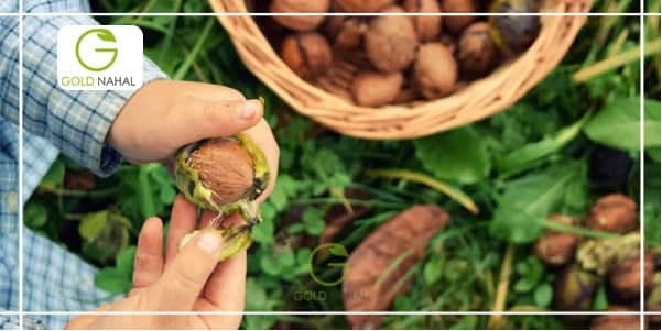 معرفی بهترین نهال گردو برای مناطق سردسیر و مناطق گرمسیری معرفی بهترین نهال گردو برای مناطق سردسیر و مناطق گرمسیری