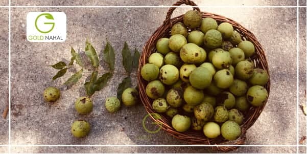 معرفی بهترین نهال گردو برای مناطق سردسیر و مناطق گرمسیری معرفی بهترین نهال گردو برای مناطق سردسیر و مناطق گرمسیری