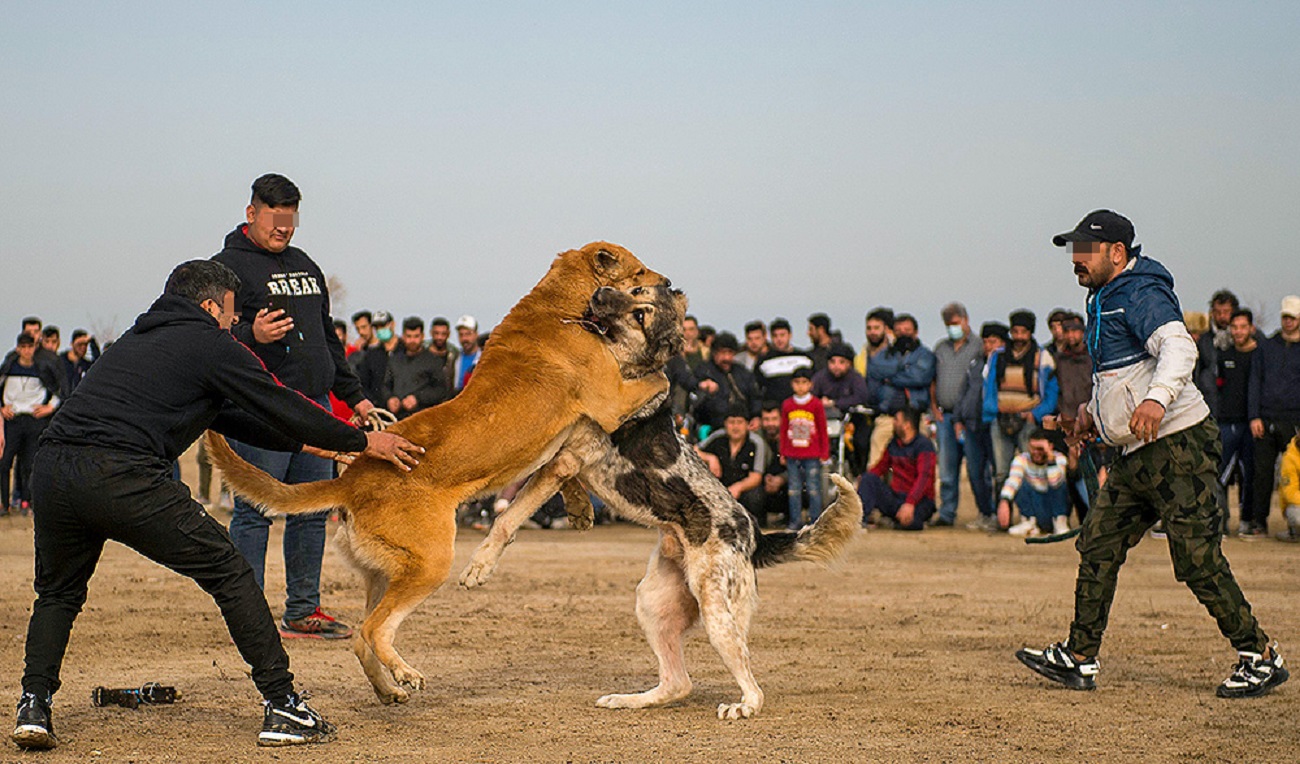 تصاویر| مسابقات جنگ خونین سگ‌ها در مازندران