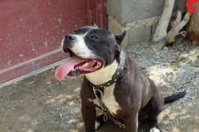 سگ های ولگرد در رفسنجان دختر 6 ساله را کشتند