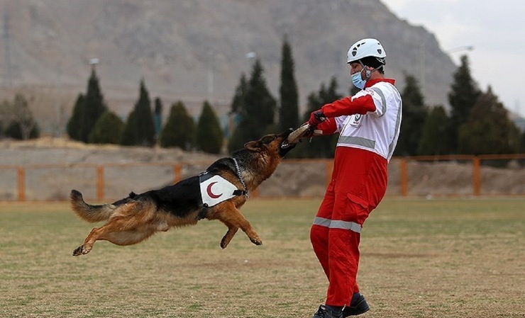 تصاویر| تمرین سگ‌های هلال احمر در اصفهان