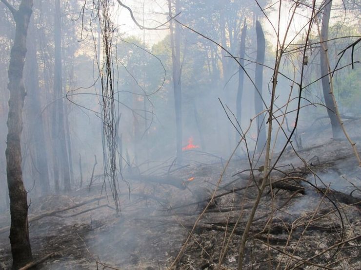 جنگل‌های رامسر آتش گرفت