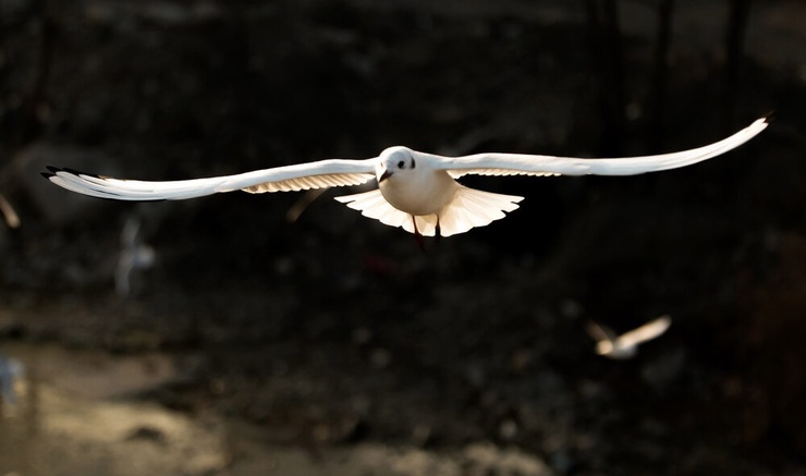 تصاویر| پرواز کاکایی‌ها برفراز چشمه کیله