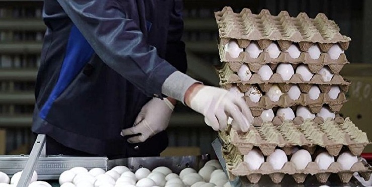 رانت روزانه ۱۶ میلیارد تومان در بسته‌بندی تخم مرغ