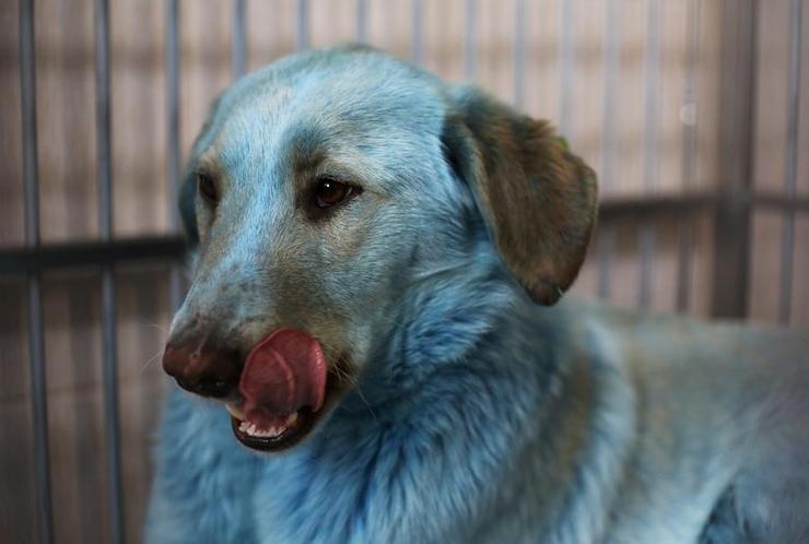 تصاویر| سگ‌های جنجالی در روسیه
