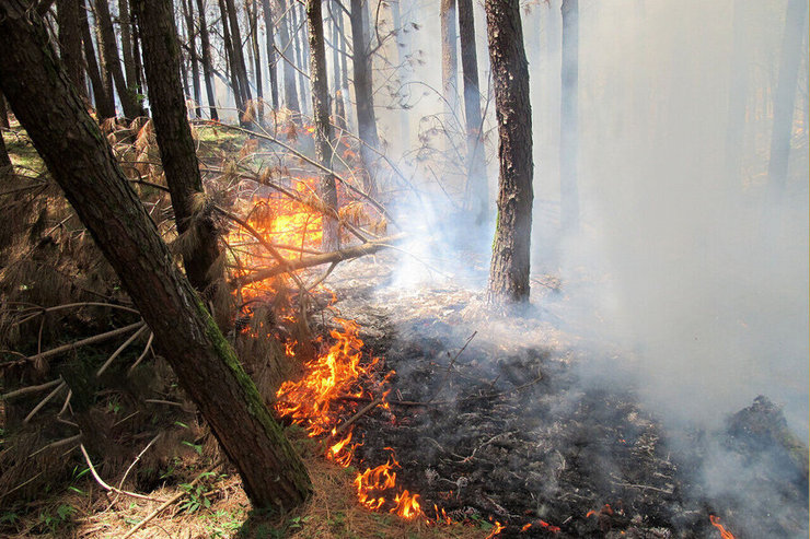 سه هکتار از جنگل‌های شمال در آتش سوخت