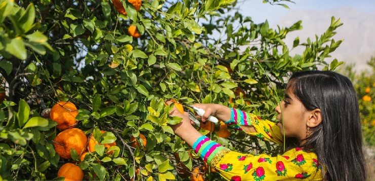 تصاویر| برداشت نارنگی از باغات سیاهو در هرمزگان