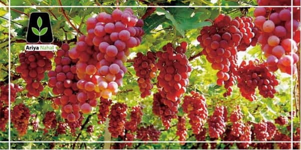 چرا خرید نهال به صورت آنلاین شامل تخفیف میشود؟ چرا خرید نهال به صورت آنلاین شامل تخفیف میشود؟