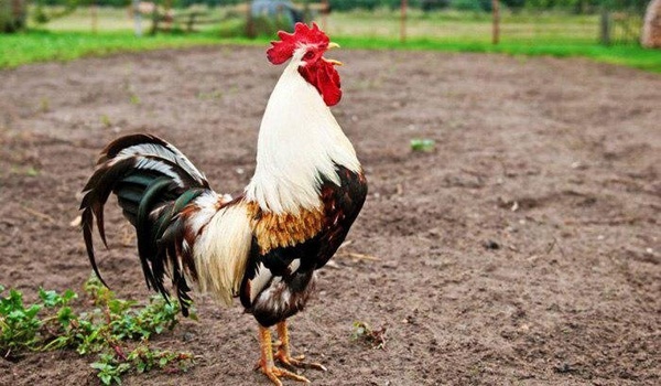 خروس ناراحت صاحبش را کشت!