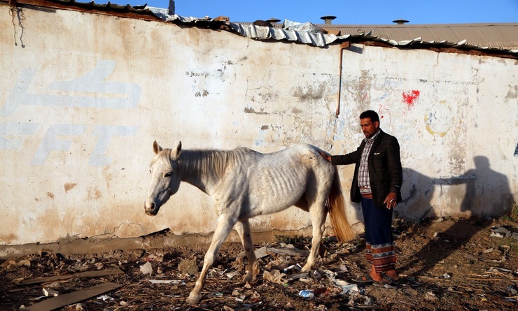 تصاویر| تلاش برای نجات سلاطین صحرا
