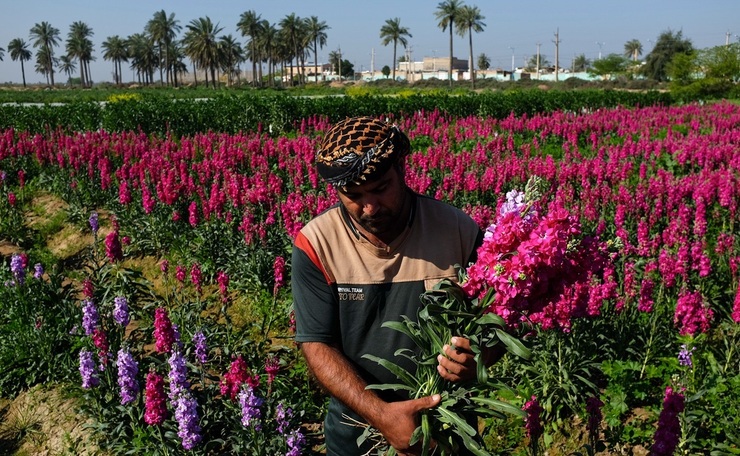 تصاویر| برداشت گل‌های بهاری در خوزستان