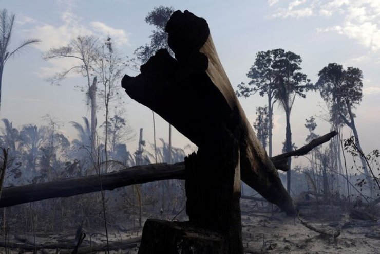 تخریب دو سوم از جنگل های استوایی جهان