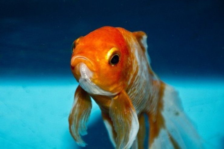آیا ماهی قرمز عامل انتقال کووید ۱۹ است؟