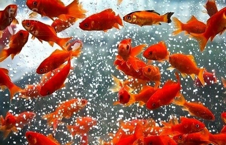 نکات مهم پیرامون خرید و نگهداری ماهی قرمز در آستانه نوروز