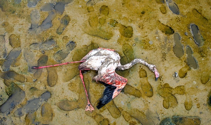 تصاویر| مرگ پرندگان مهاجر